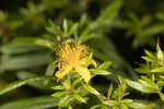 Early St. Johnswort